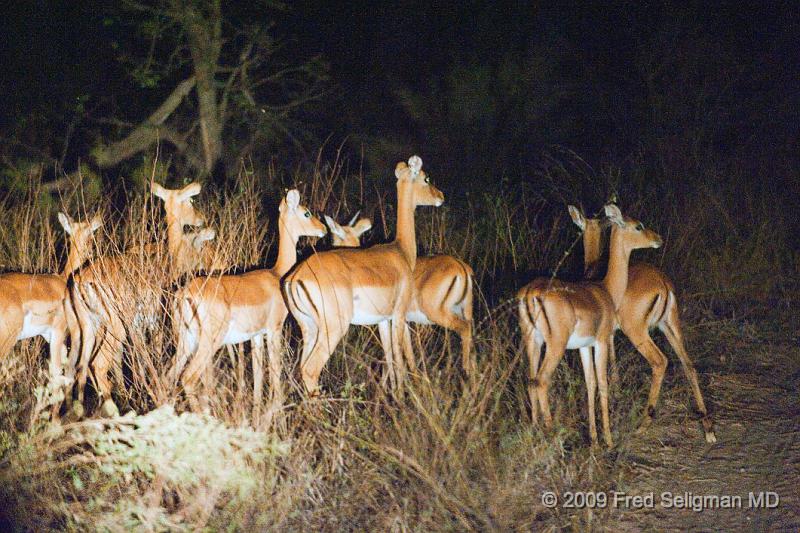 20090612_184501 D3 X1.jpg - Springbok (Gazelle)